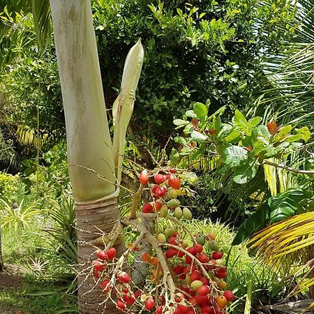 Kaye Mango Villa Soufriere Ngoại thất bức ảnh