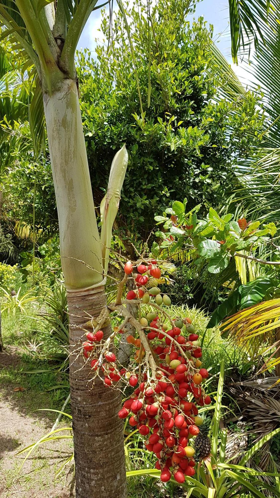 Kaye Mango Villa Soufriere Ngoại thất bức ảnh